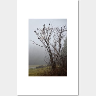 Sumac in fog Posters and Art